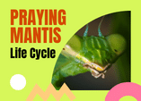 praying mantis life cycle diagram