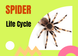 spider life cycle diagram