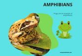 Amphibians Frog Game
