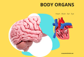 Human body organs game online for students to review.