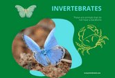 Insects And Invertebrates Characteristics Game