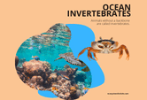 Ocean Invertebrates Game For Kids 