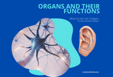 Organs and Their Functions Game Online