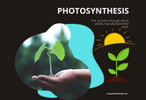 photosynthesis game online