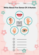The 5 senses in humans worksheet