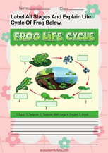 frog life cycle worksheet pdf