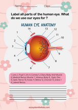 Human eye anatomy worksheet pdf