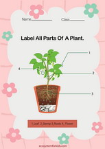 Label parts of a plant worksheet pdf