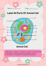 Animals cell diagram labelling worksheet