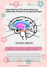 Label the human brain parts worksheet