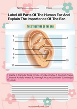 Parts of the human ear worksheet pdf