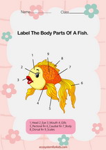 Parts of a fish diagram worksheet pdf