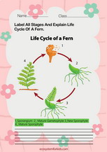 Fern life cycle worksheet pdf