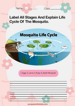 Mosquito Life cycle worksheet pdf