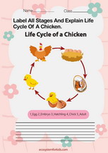 Chicken life cycle worksheet pdf