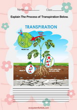 Transpiration process worksheet pdf
