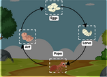 ant life cycle diagram