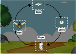 Bee Life Cycle