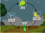 Butterfly Life Cycle