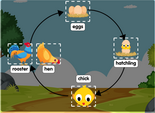 Life cycle of a chicken diagram