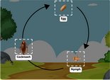 Cockroach Life Cycle