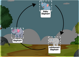 Elephant life cycle diagram online - interactive