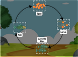 Fish life cycle interactive diagram online