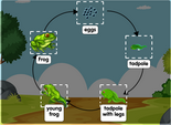 Life cycle of a frog diagram online