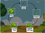 Frog Life Cycle