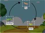 Life cycle of a grasshopper interactive diagram online
