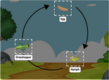 Grasshopper Life Cycle