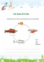 Life cycle of a chicken diagram worksheet