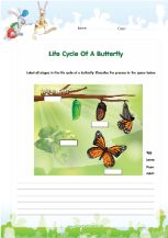 life cycle of a butterfly diagram worksheet