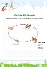 Life cycle of a mosquito