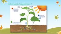 PowerPoint lesson on photosynthesis