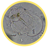 Quiz on characteristic of protists