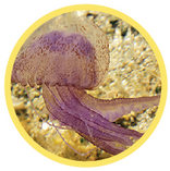 Quiz on characteristics of cnidarians and other invertebrates.