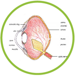 label the parts of a birds eye quiz online