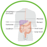 label the human digestive system quiz