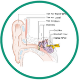 Quiz online on labeling the parts of the ear