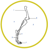 quiz on labelling hind limb of a dog 