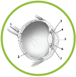 label the parts of the eye diagram