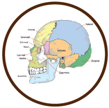label parts of a human skull quiz online