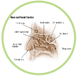 label parts of the nose and nasal cavity on a diagram