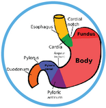 Quiz on anatomy of the human stomach