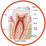 Quiz online on human tooth anatomy