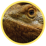quiz on characteristics of reptiles