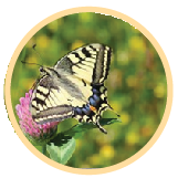 label parts of a butterfly quiz for kids online