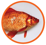 Life cycle of a fish quiz for practice online
