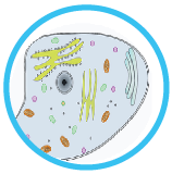 Animal Cell Diagram Quiz With Annotated Diagram
